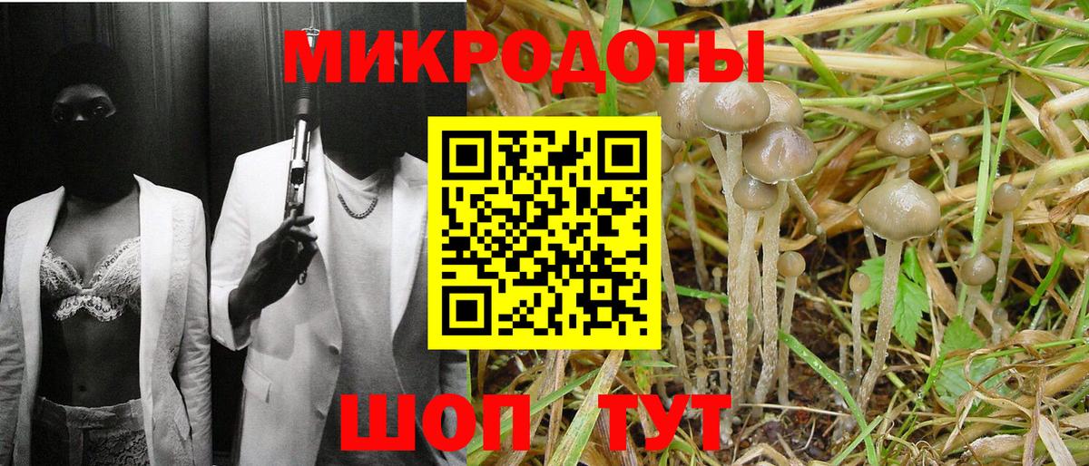 Псилоцибиновые грибы Psilocybe Менделеевск